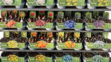 Plant labels